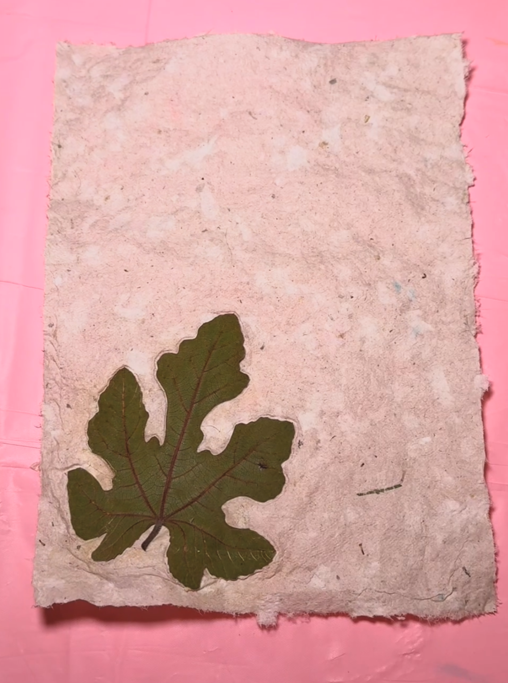 Finished handmade paper with embedded fig leaf